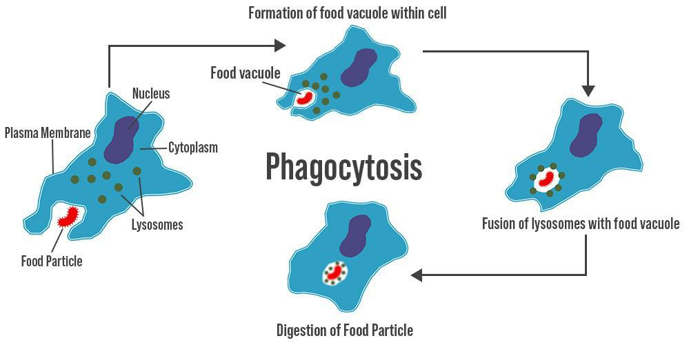 Steps Of Phagocytosis GeeksforGeeks