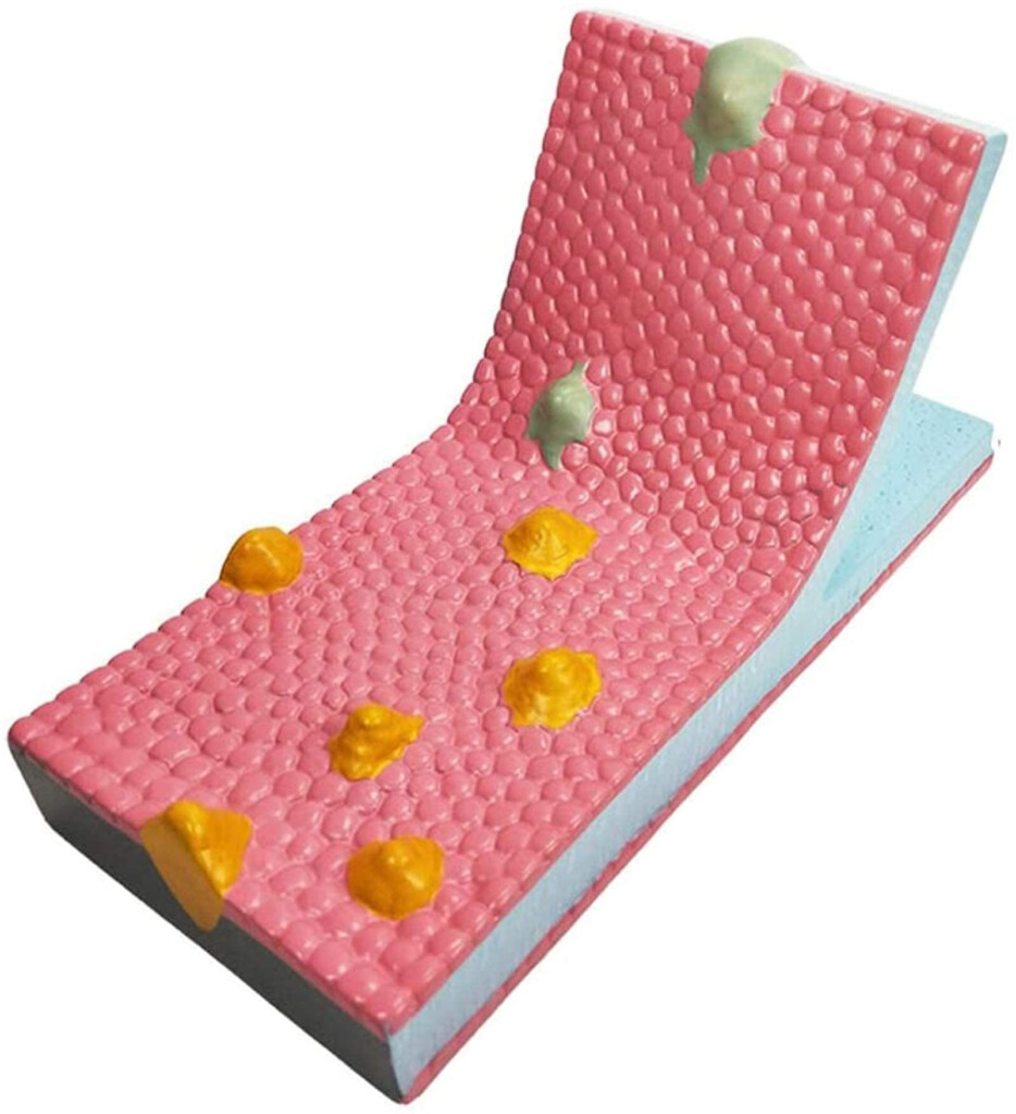 Study Model Cell Membrane Flow Model Phospholipid Liquid Flow Mosaic 