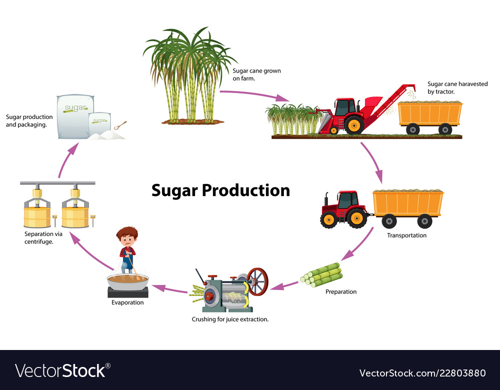 Sugar Production Process Flow Diagram Vrogue co