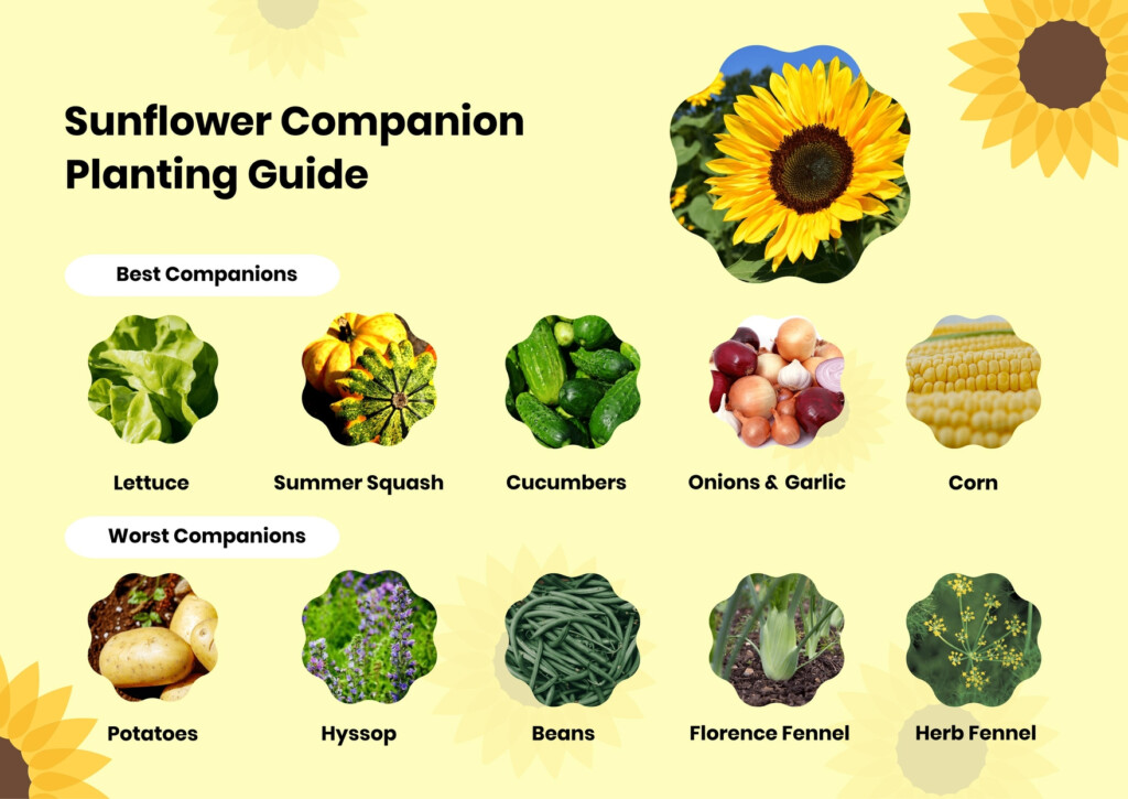 Sunflower Companion Planting Chart In PDF Illustrator Download 