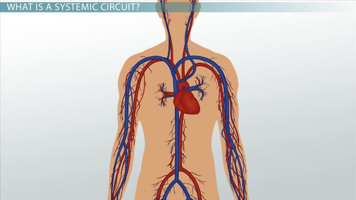 Systemic Circulation Flow Chart