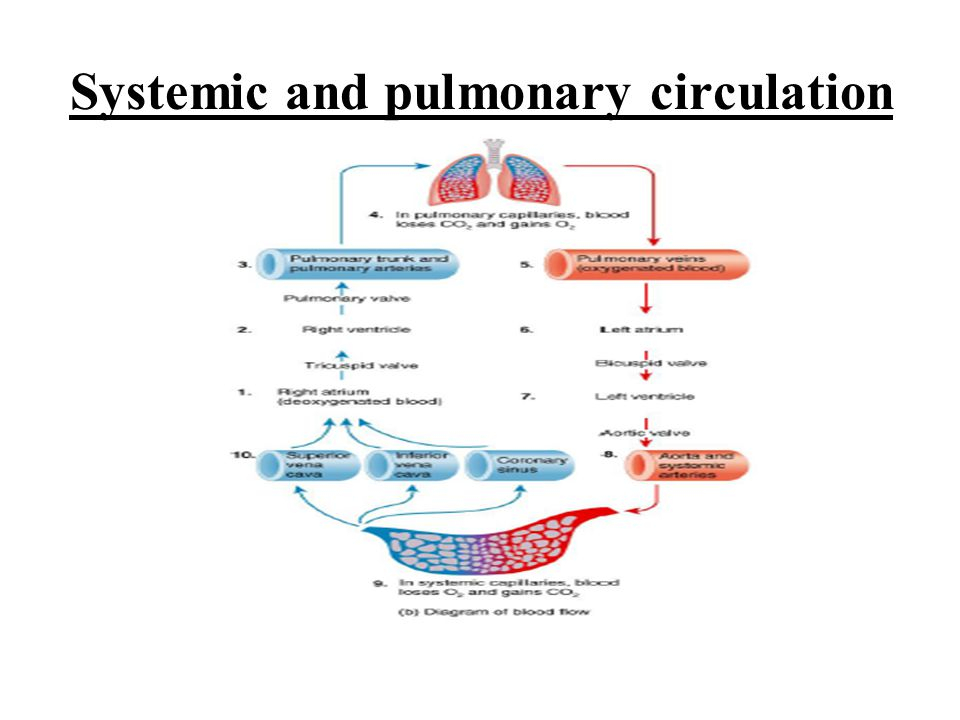 Systemic Circulation Flow Chart