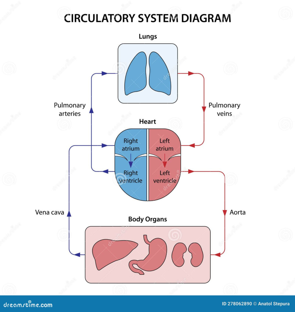 Systemic Circulation Flow Chart
