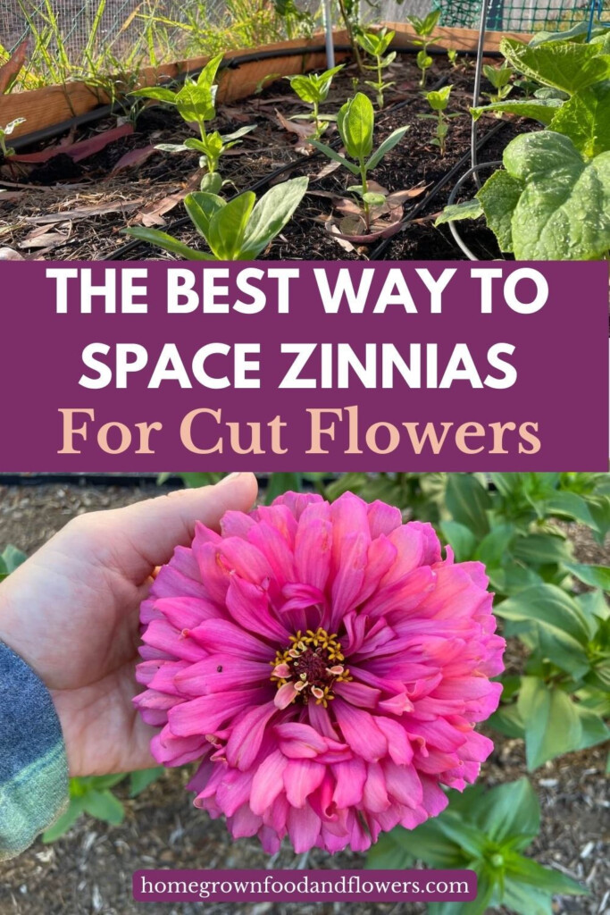 The Best Way To Space Zinnias For Cut Flowers