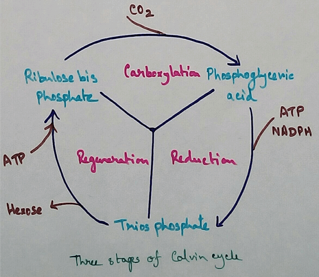 The Calvin Cycle Mechanism Of C3 Cycle What Is Solarization 
