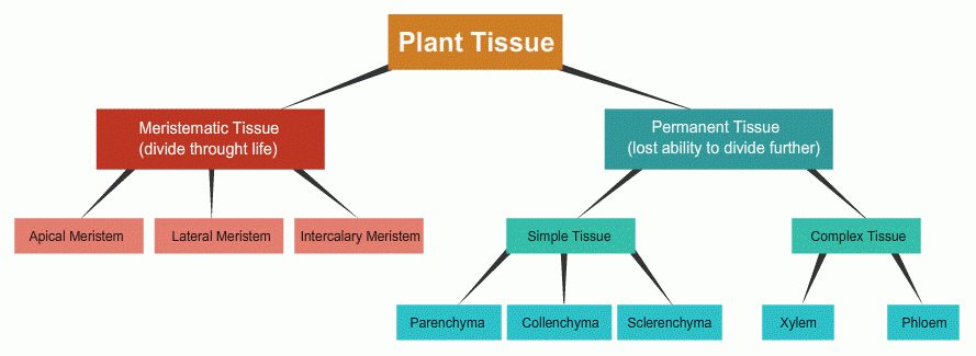 The Chart Below Shows The Three Main Types Of Plant T Vrogue co