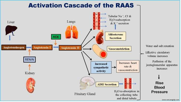 The Renin Angiotensin Aldosterone System RAAS We Care
