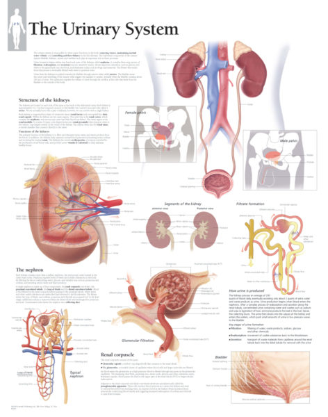 The Urinary System Scientific Publishing