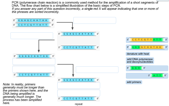 Three Main Steps Of Pcr Flow Chart A Visual Reference Of Charts 