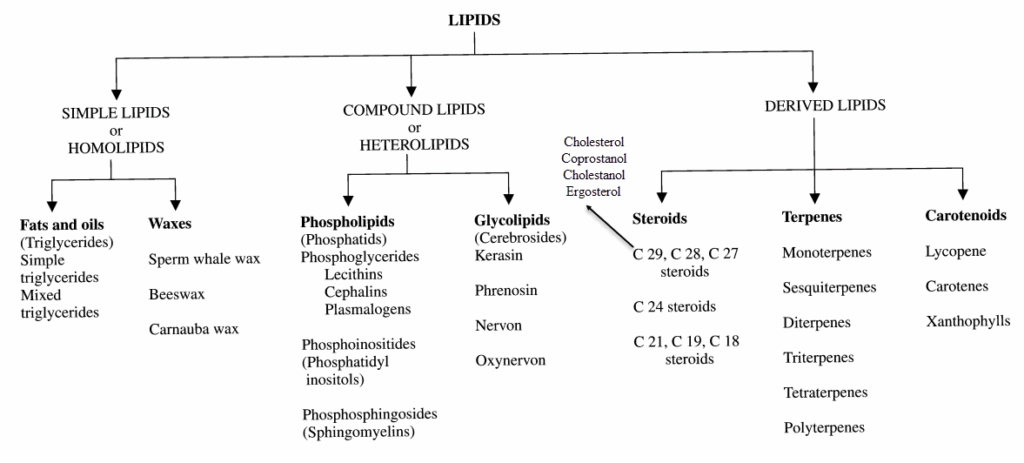 Three Major Lipids Types And Their Functions New Health Advisor