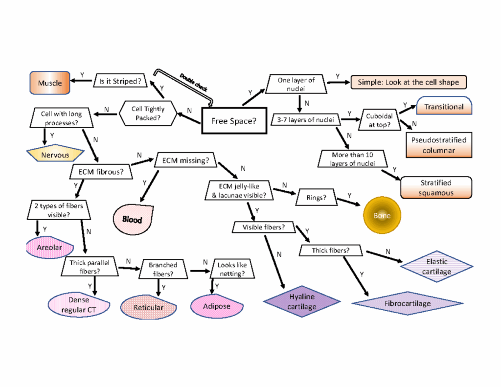 Tissues Flow Chart students Cell Tightly Packed Y N Y N Is It 
