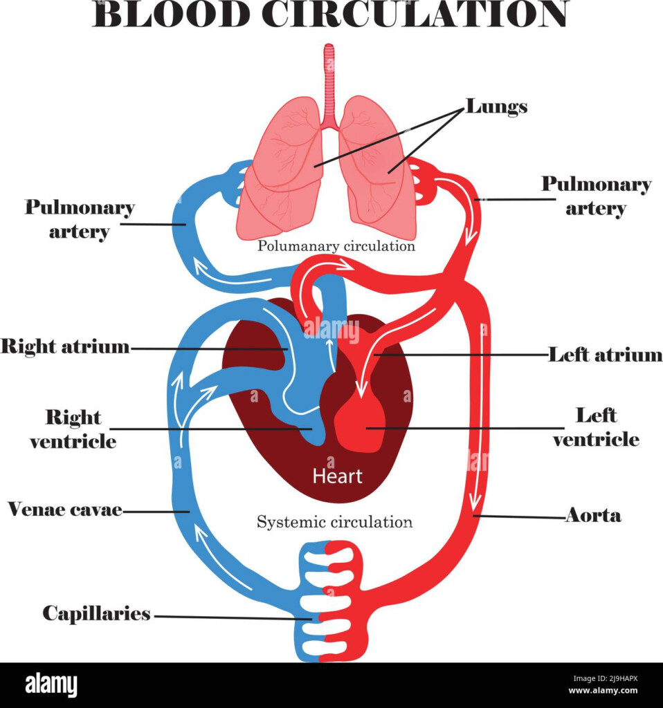 Top 27 Background Images Heart Diagram Blood Flow Oxygenated And 