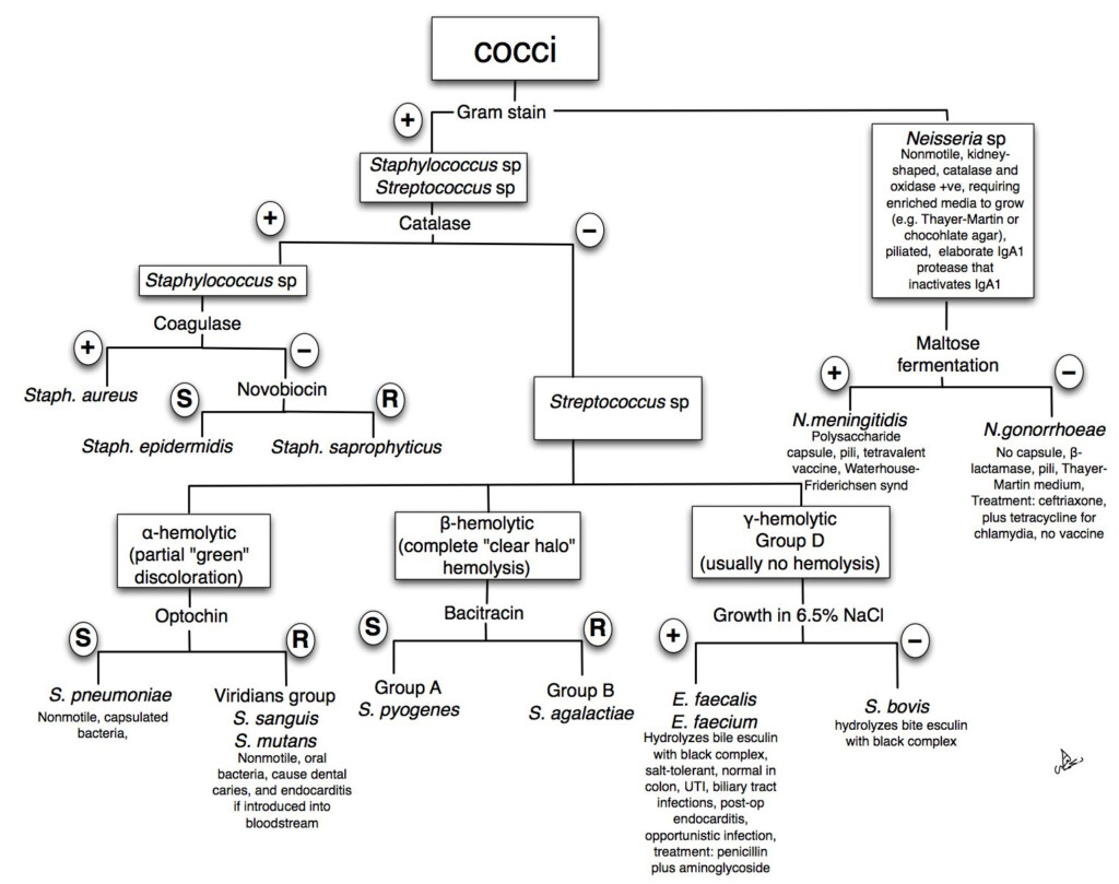 Top Unknown Gram Negative Bacteria Flow Chart Wallpapers Medical 