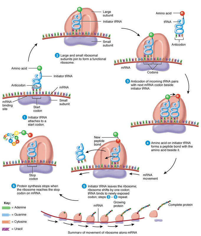 Transcription And Translation Assignment Roderick Biology