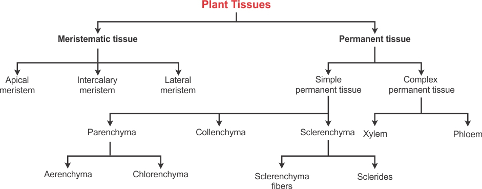 Types Of Tissue Chart Flowchart Showing Different Types Of Tissues