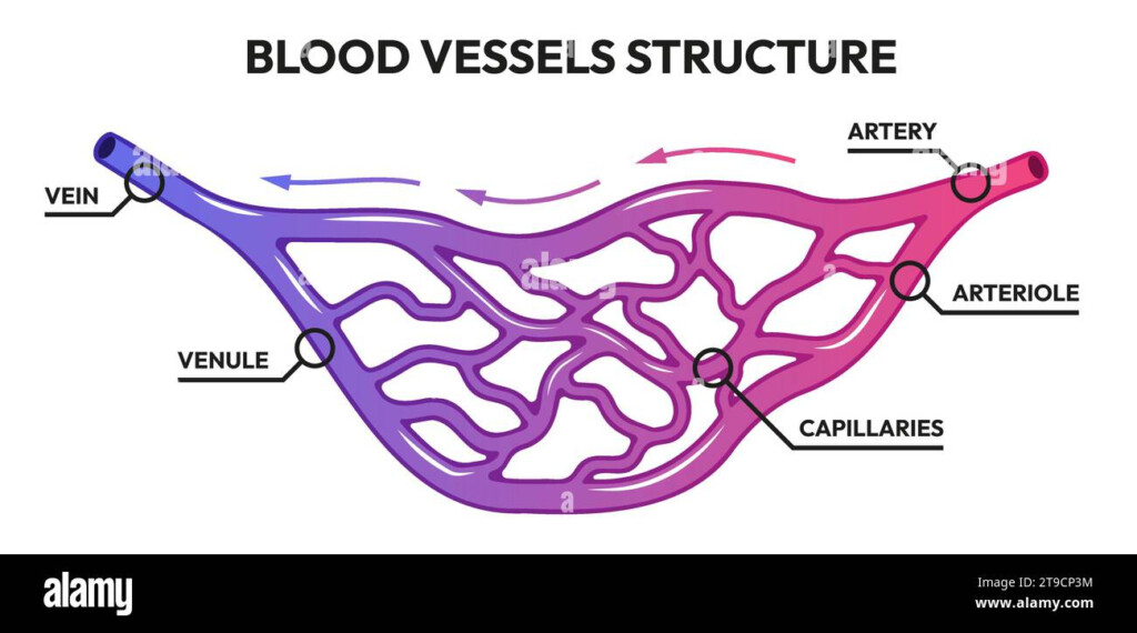 Umbilical Artery Carries Deoxygenated Blood