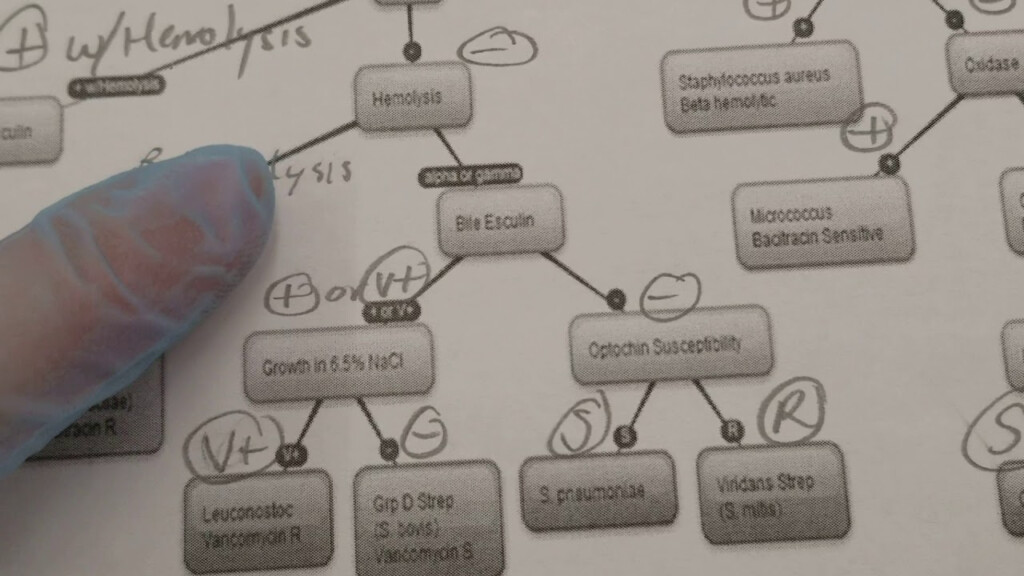 Unknown Flow Chart Microbiology