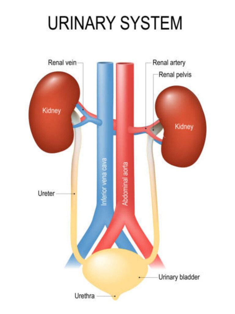 Urinary System Chart Etsy