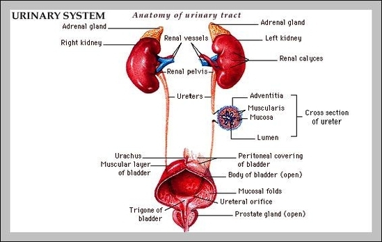Urinary Tract System Anatomy Graph Diagram