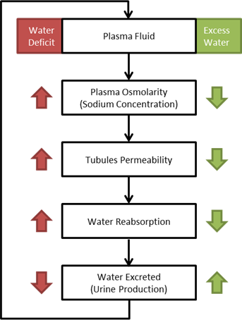 Urine Flow Chart Minga