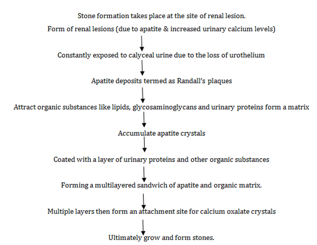 Urine Formation Flow Chart