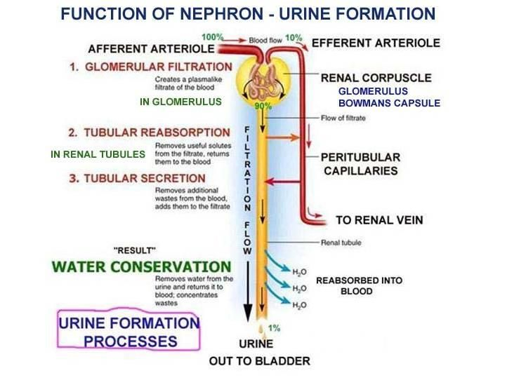 Urine Formation Flow Chart