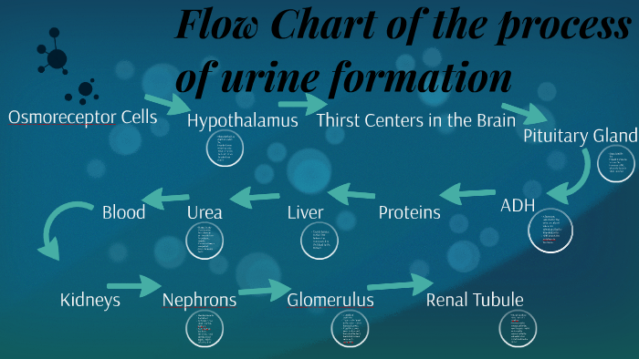 Urine Formation Flow Chart