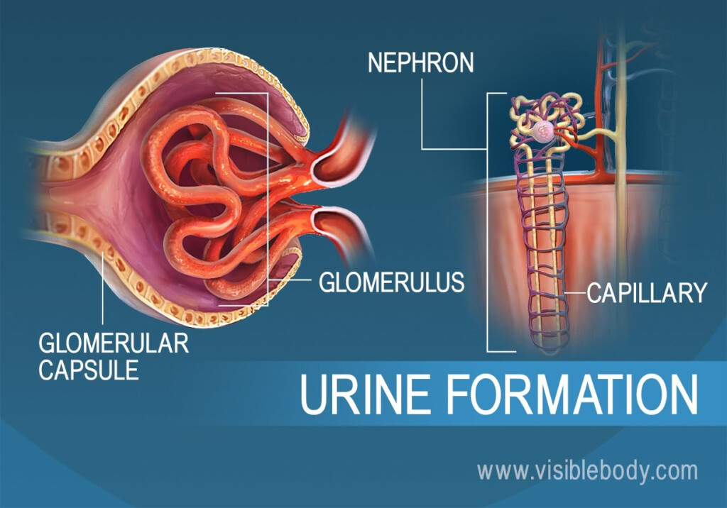 Urine Formation Flow Chart Ponasa