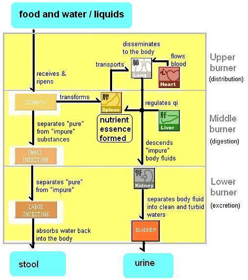 Urine Formation Flow Chart Ponasa