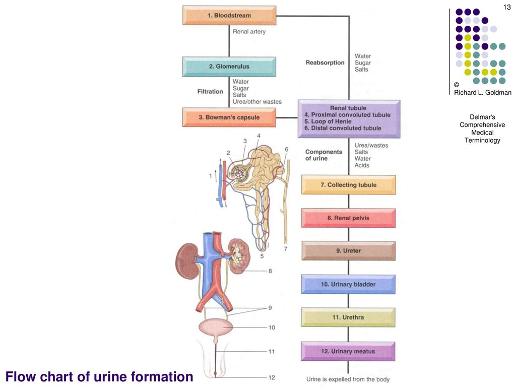 Urine Formation Flow Chart