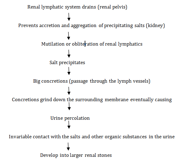 Urine Formation Flow Chart
