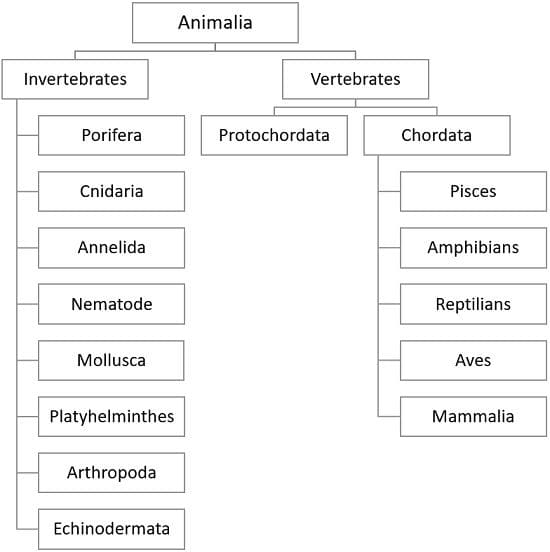 Vertebrates Vs Invertebrates Chart Photos And Vectors