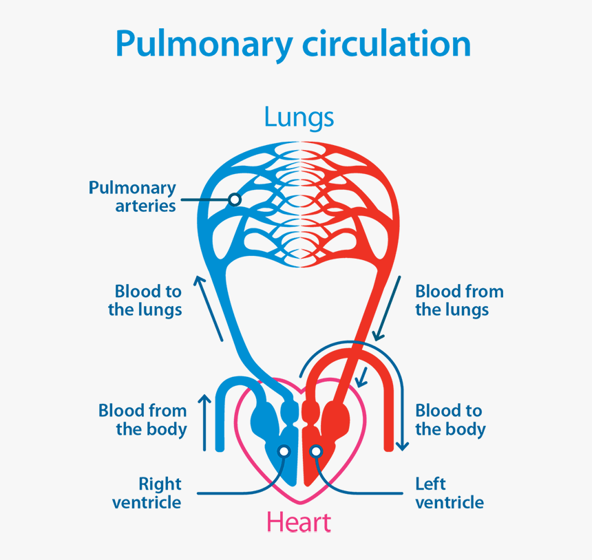 Wiring Diagram And Flowchart Simple Pulmonary Circulation Flow Chart 