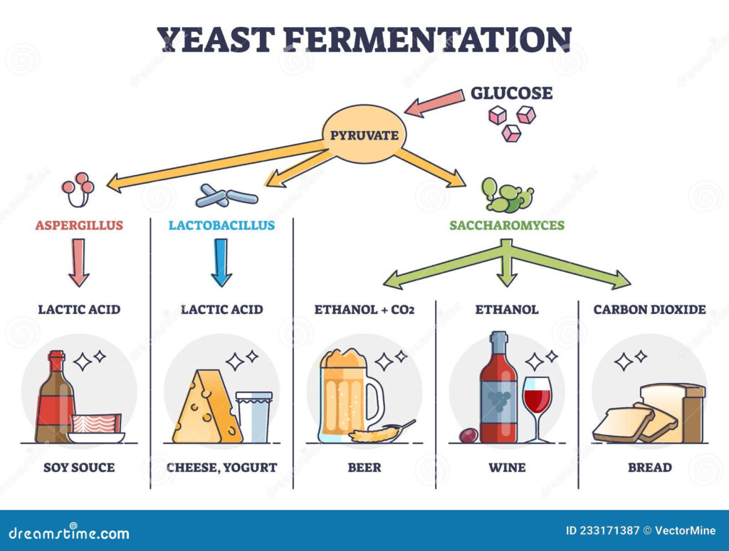 Yeast Fermentation Process Principle For Drinks And Food Outline 