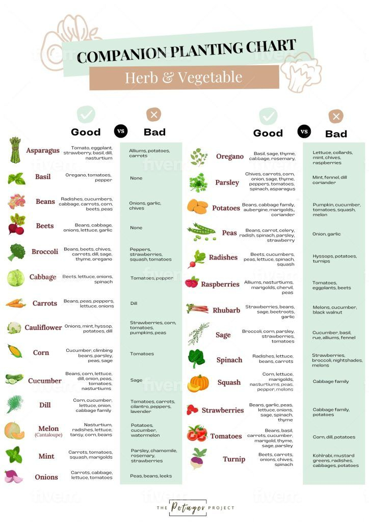 Your Vegetable Companion Planting Guide Pairings For Success The 